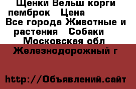 Щенки Вельш корги пемброк › Цена ­ 35 000 - Все города Животные и растения » Собаки   . Московская обл.,Железнодорожный г.